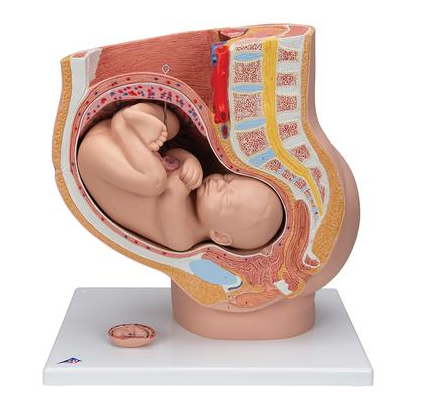 Pregnancy Pelvis Model in Median Section with Removable Fetus (40 weeks), 3 part